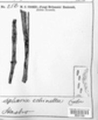 Leptosphaeria calvescens image